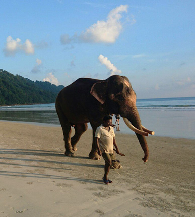 Elephant