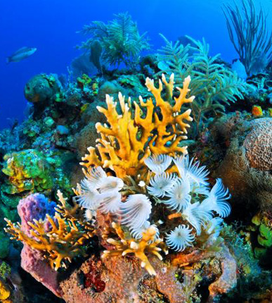 Coral Island